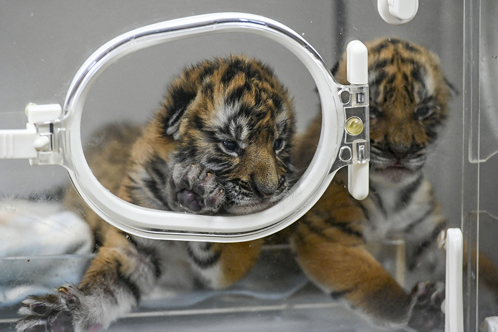 2022年1月12日，华南虎“双胞胎”生活在保育箱内。