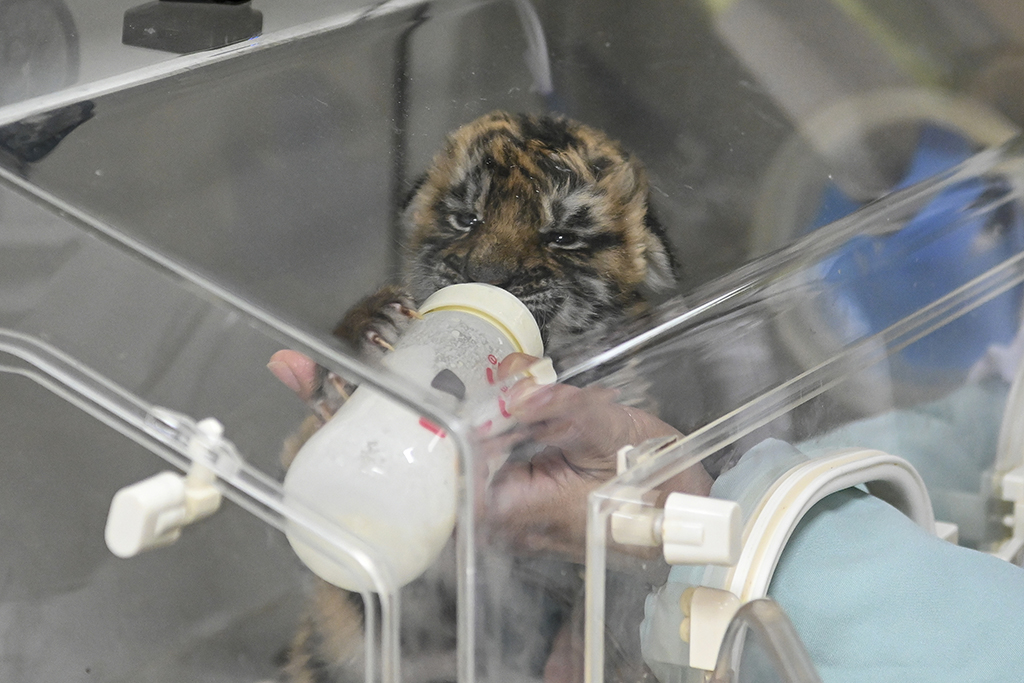 2022年1月12日，保育员用专用奶粉喂养华南虎幼崽。 