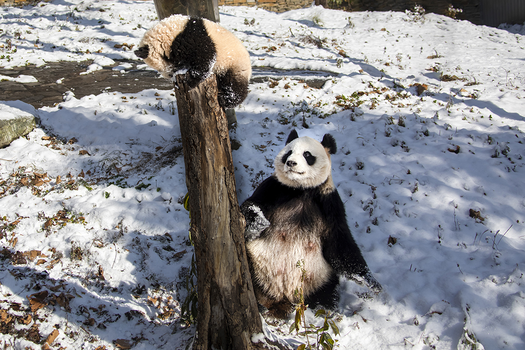 四川汶川：大熊貓雪中嬉戲打鬧 又糯又奶【6】