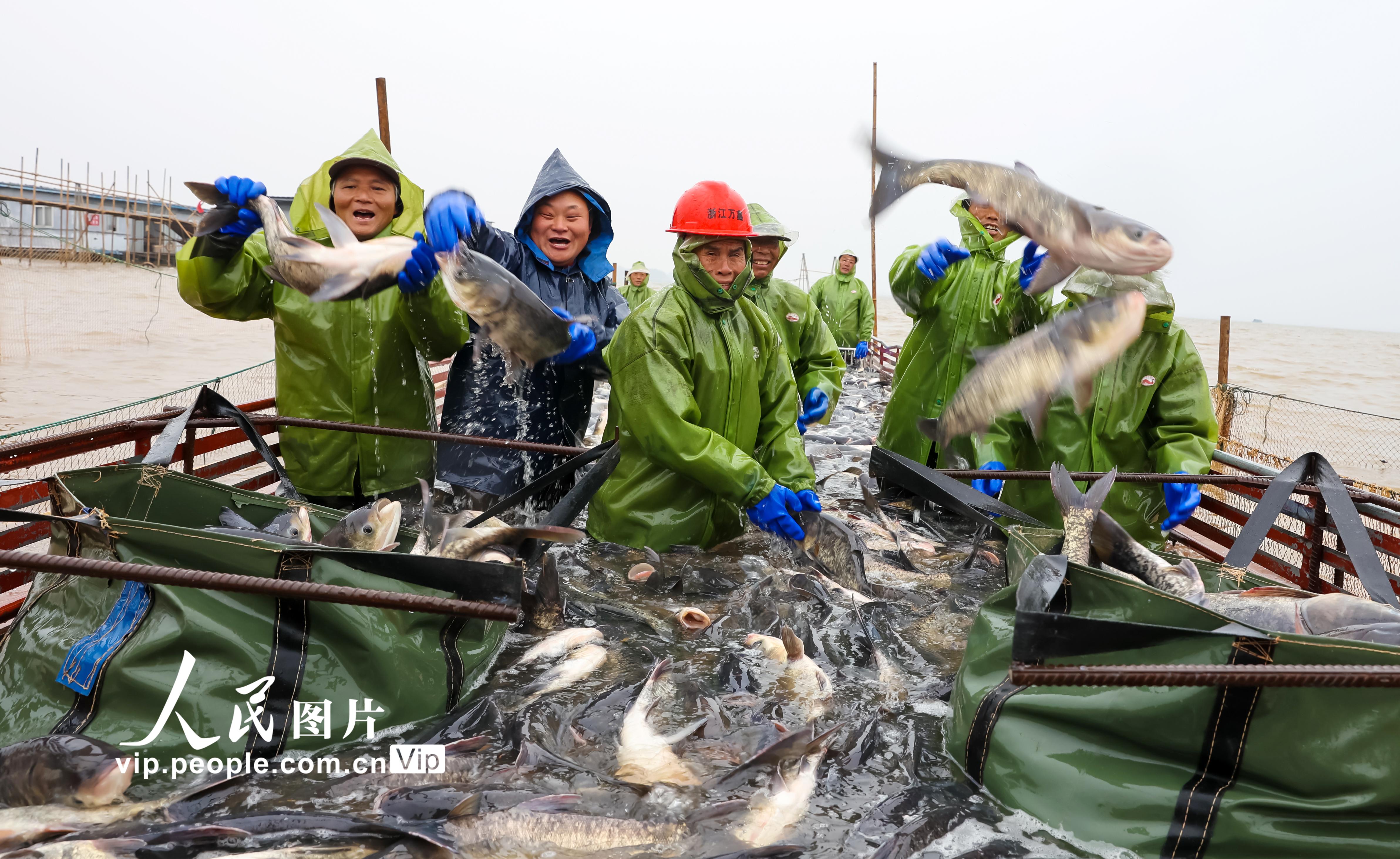 江西瑞昌：魚躍人歡冬捕忙【4】