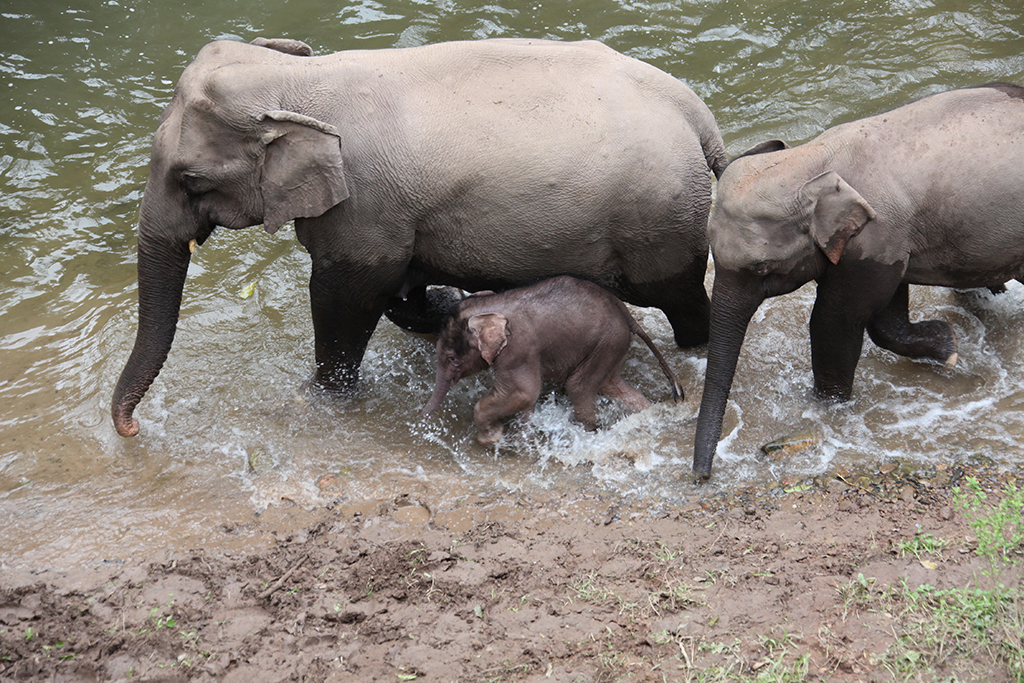 1月15日，在云南西双版纳野象谷，一头新生小象跟随象群在溪流中行进。新华社发（李云生 摄）