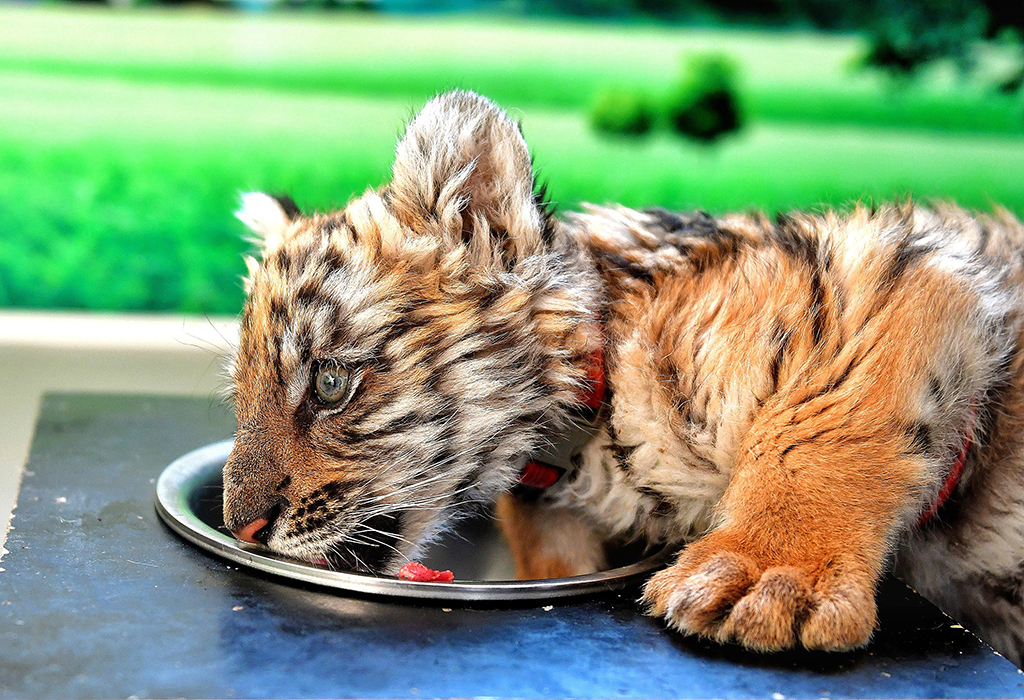 2022年1月18日，出生於2021年9月25日的雄性華南虎幼崽進食。
