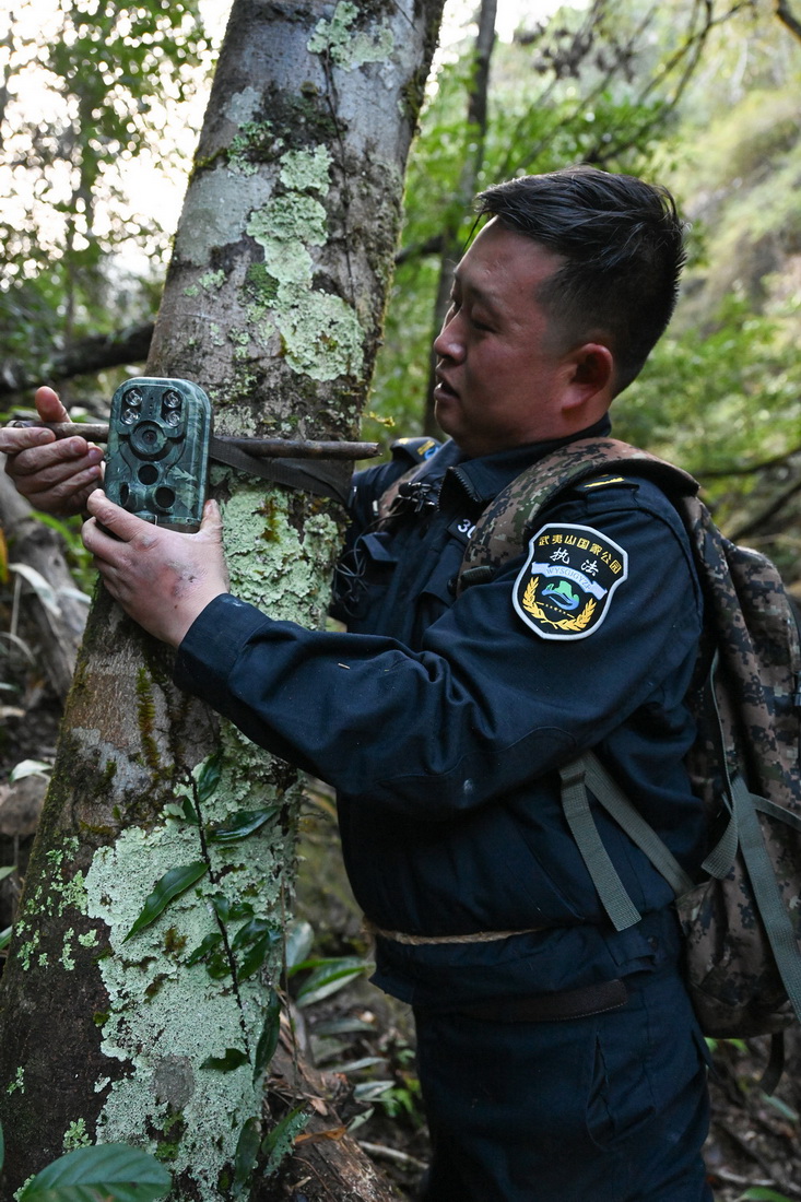 1月19日，武夷山國家公園護林員暨厚軍在固定紅外線相機。新華社記者 龐夢霞 攝