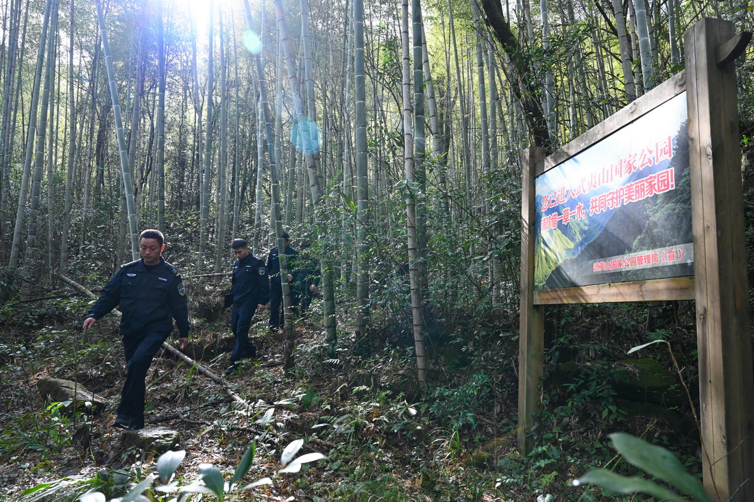 1月19日，武夷山國家公園護林員在巡山。新華社發（周義 攝）