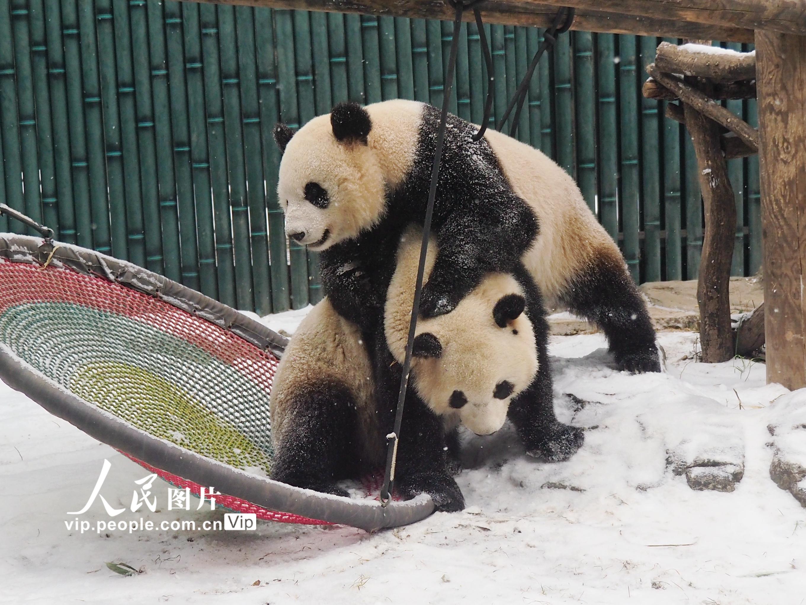 北京：大熊猫双胞胎姐妹雪地里嬉戏【5】