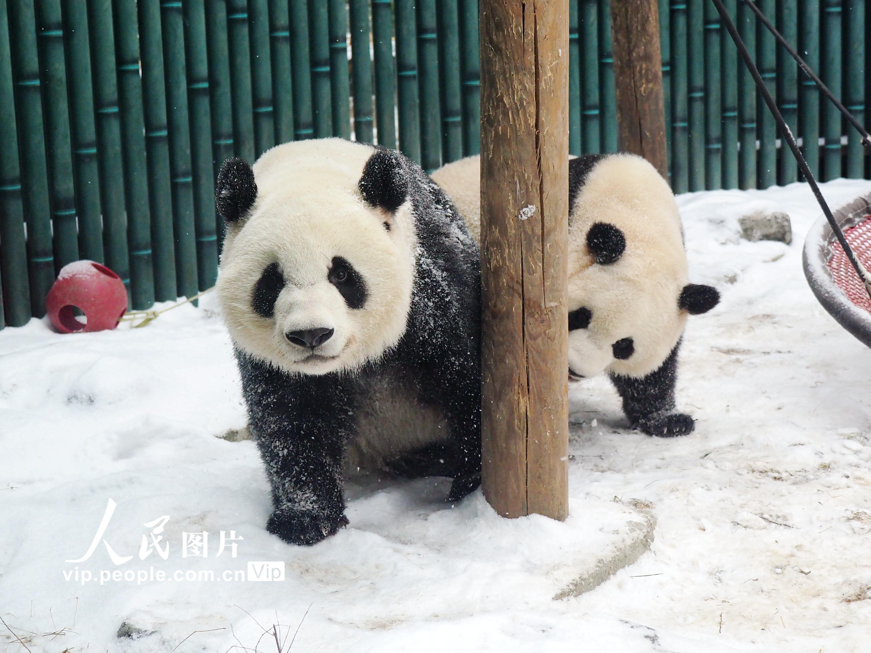 北京：大熊猫双胞胎姐妹雪地里嬉戏【2】