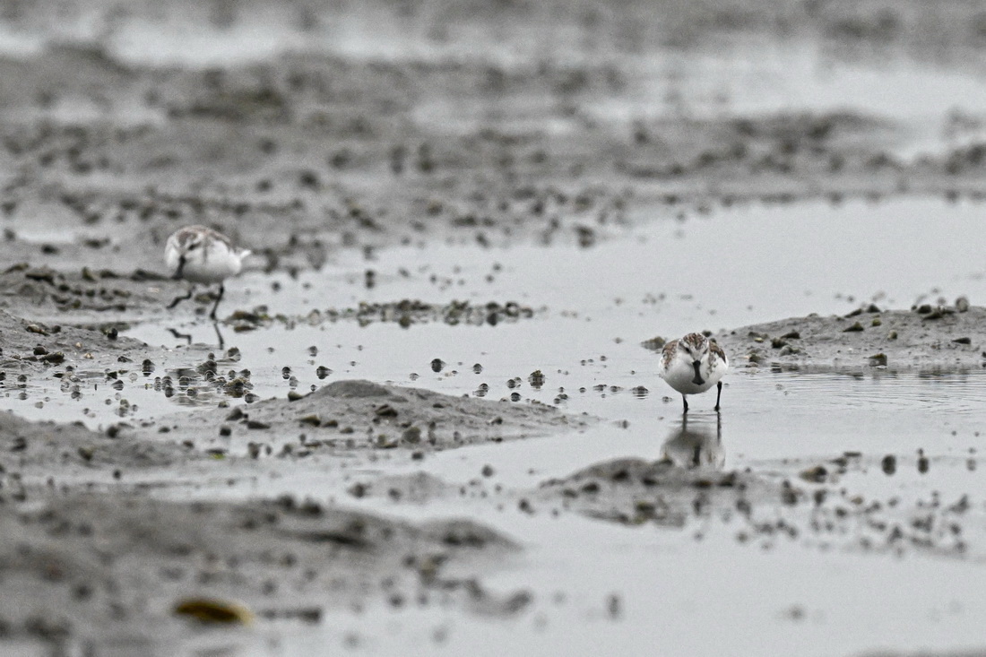 1月23日，两只勺嘴鹬在海南儋州一处湿地觅食。