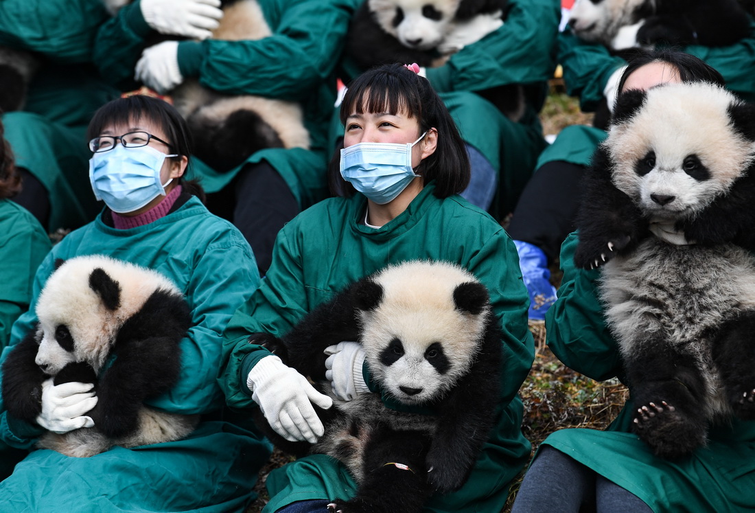 1月24日，在中國大熊貓保護研究中心臥龍神樹坪基地，工作人員抱著熊貓寶寶參加拜年活動。新華社記者 王曦 攝