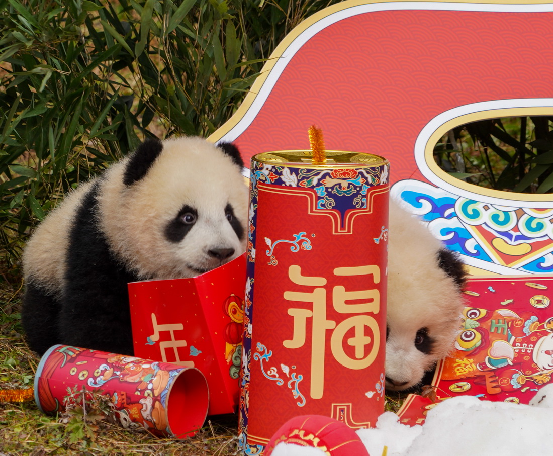 這是1月24日在中國大熊貓保護研究中心臥龍神樹坪基地拍攝的熊貓寶寶。新華社發（陳居偉 攝）