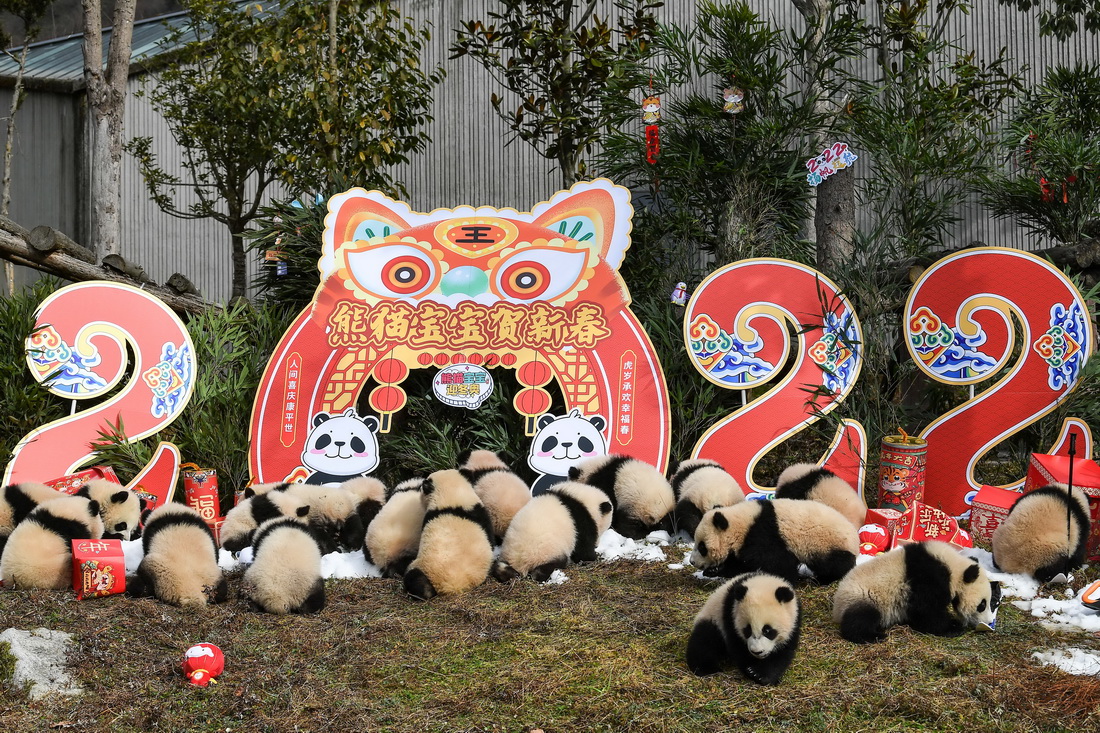 這是1月24日在中國大熊貓保護研究中心臥龍神樹坪基地拍攝的熊貓寶寶。新華社記者 王曦 攝