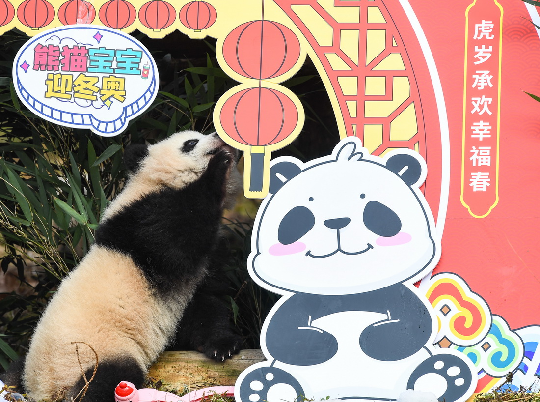 這是1月24日在中國大熊貓保護研究中心臥龍神樹坪基地拍攝的熊貓寶寶。新華社記者 王曦 攝