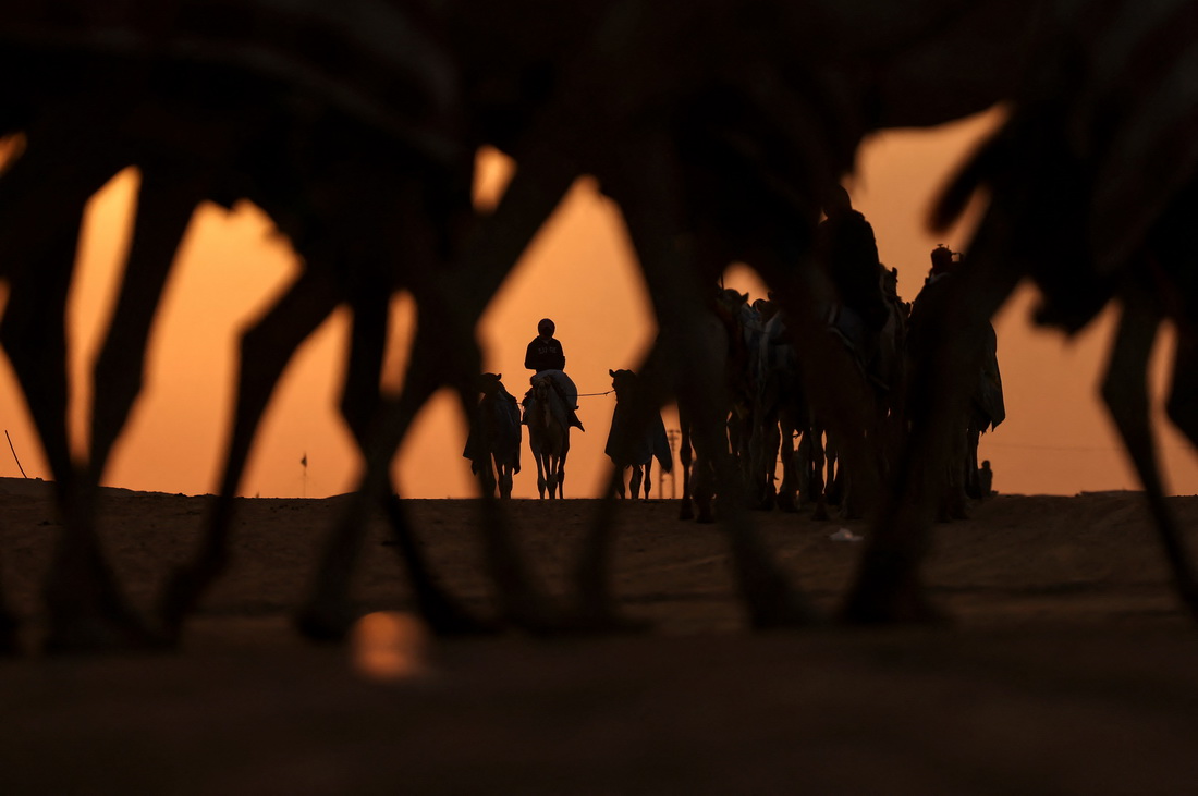 1月23日，人們騎著駱駝走在阿聯酋古城扎耶德附近的沙漠中。