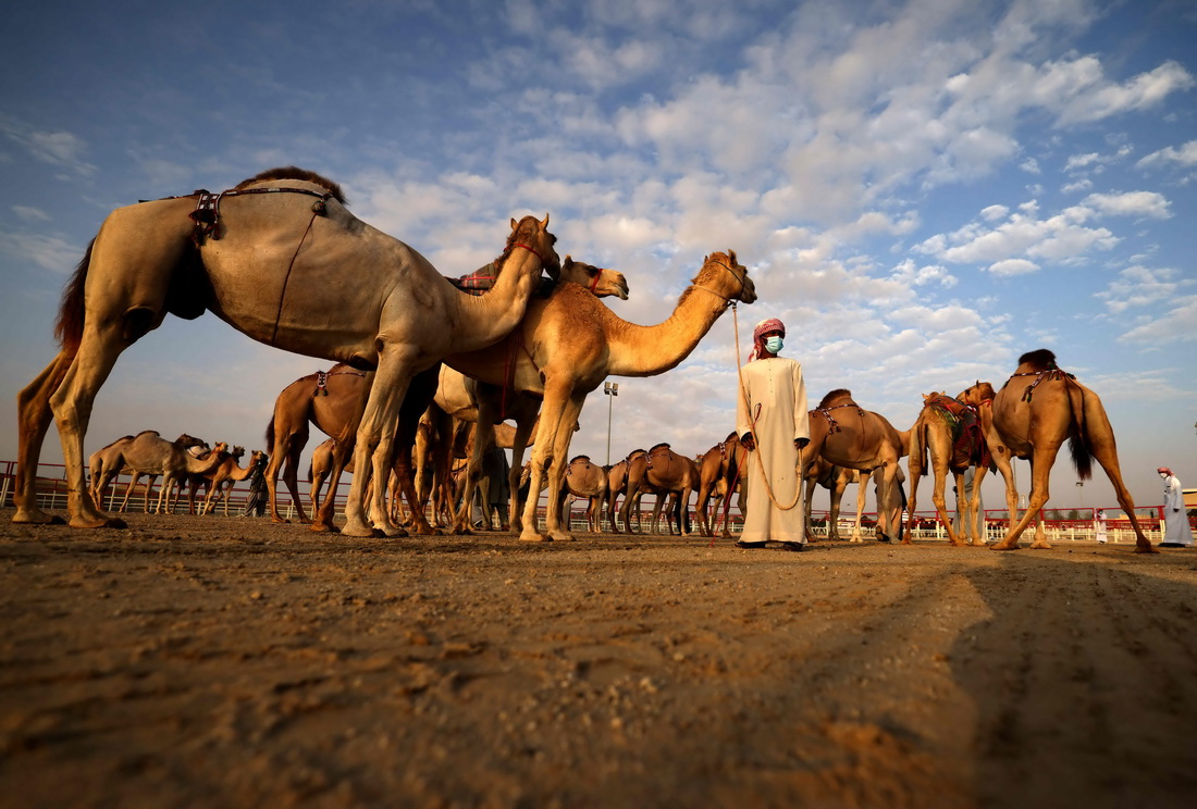这是1月23日在阿联酋古城扎耶德拍摄的参加骆驼节的骆驼。