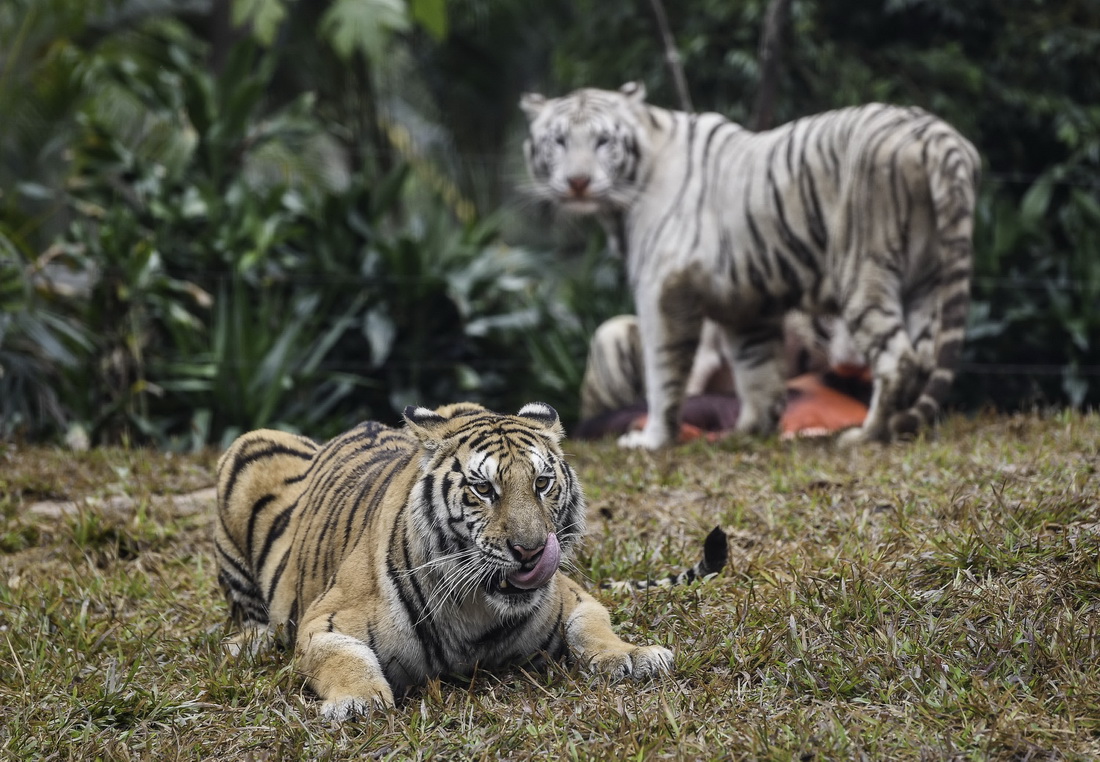 1月24日拍摄的广州长隆野生动物世界新虎区里的孟加拉虎和白虎。