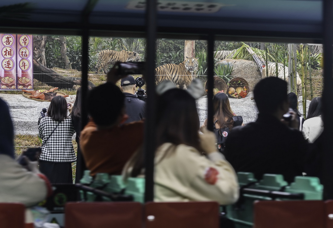 1月24日，游客乘坐小火车在广州长隆野生动物世界新虎区观虎。