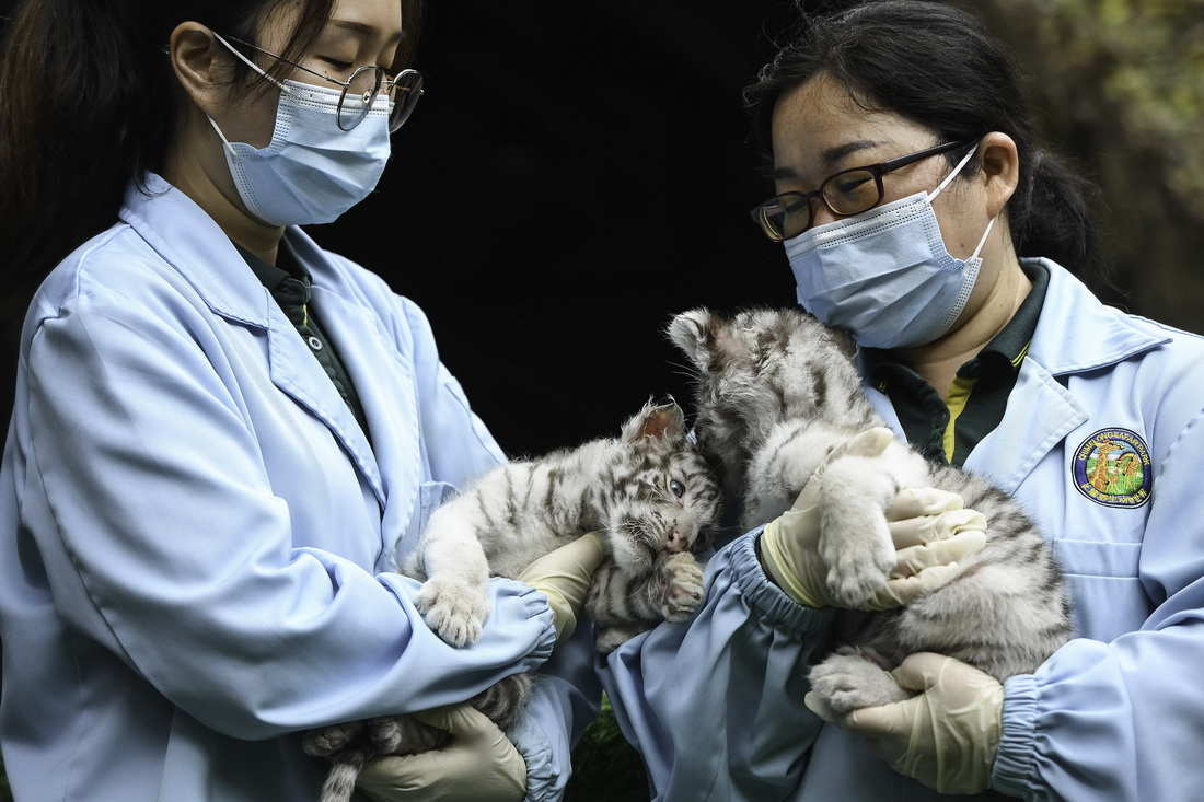 1月25日，廣州長隆野生動物世界保育員抱著龍鳳胎白虎寶寶亮相。