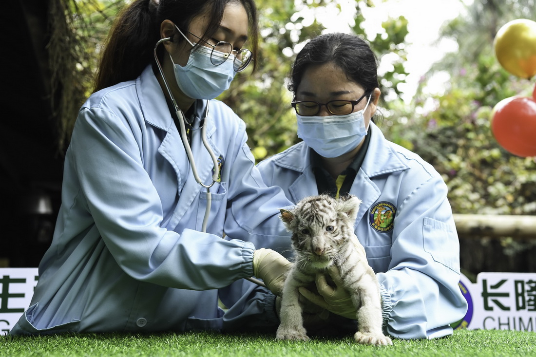 1月25日，廣州長隆野生動物世界保育員為白虎寶寶體檢。