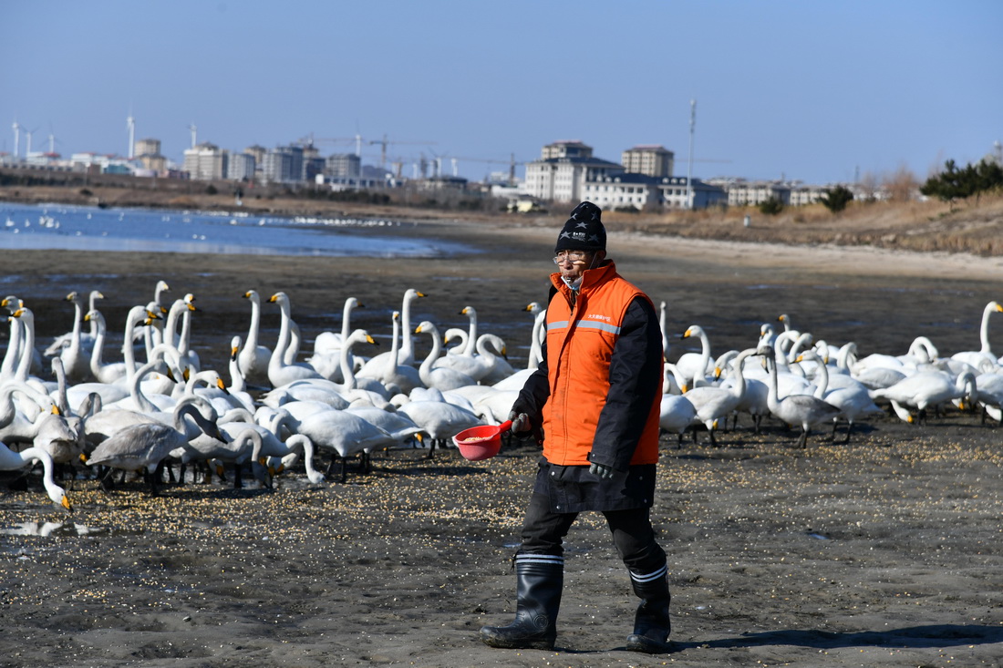 在山東省榮成大天鵝國家級自然保護區，劉志斌為過冬的大天鵝補充食物（1月18日攝）。新華社記者 徐速繪 攝