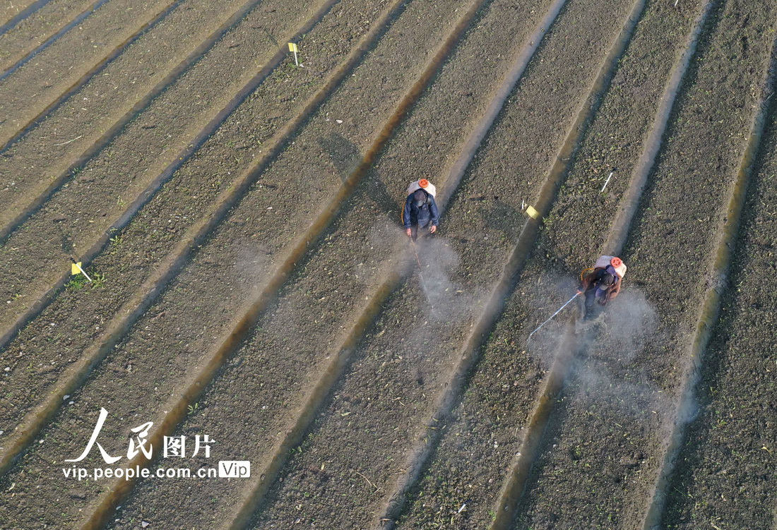 2022年2月4日，湖南省永州市道縣營江街道芒頭寨村，農民在噴洒除虫劑。蔣克青攝（人民圖片網）