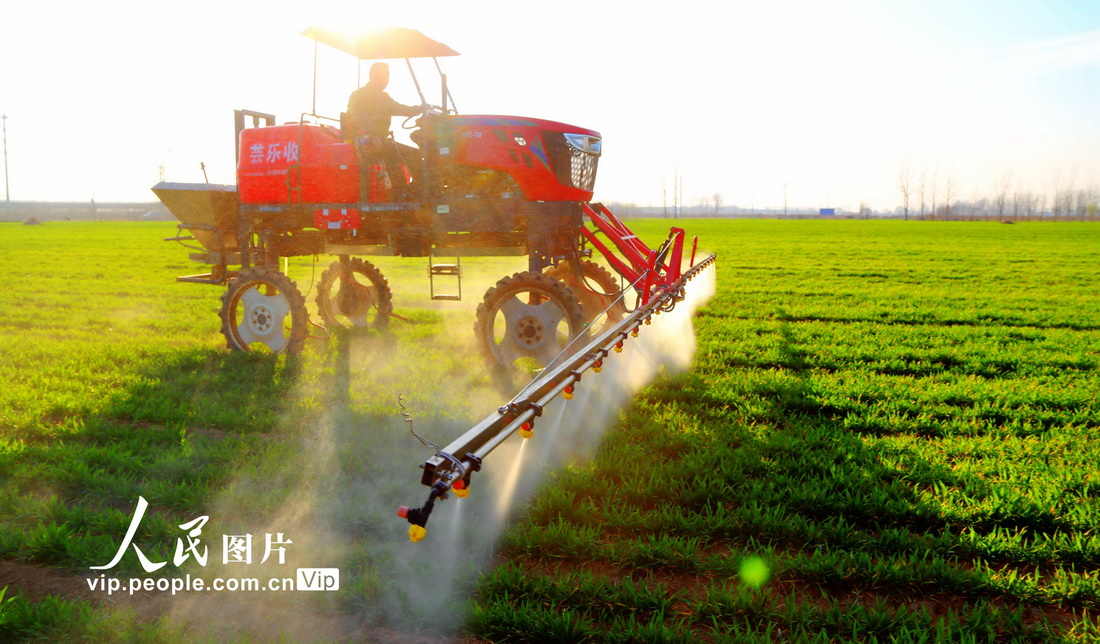 2022年2月4日，河南省商丘市寧陵縣柳河鎮農機專業戶在麥田給小麥噴洒除草劑。呂忠箱攝（人民圖片網）