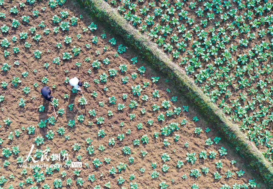 2022年2月4日，貴州省銅仁市玉屏侗族自治縣平溪街道楊柳村的農民在地裡勞作。胡攀學攝（人民圖片網）