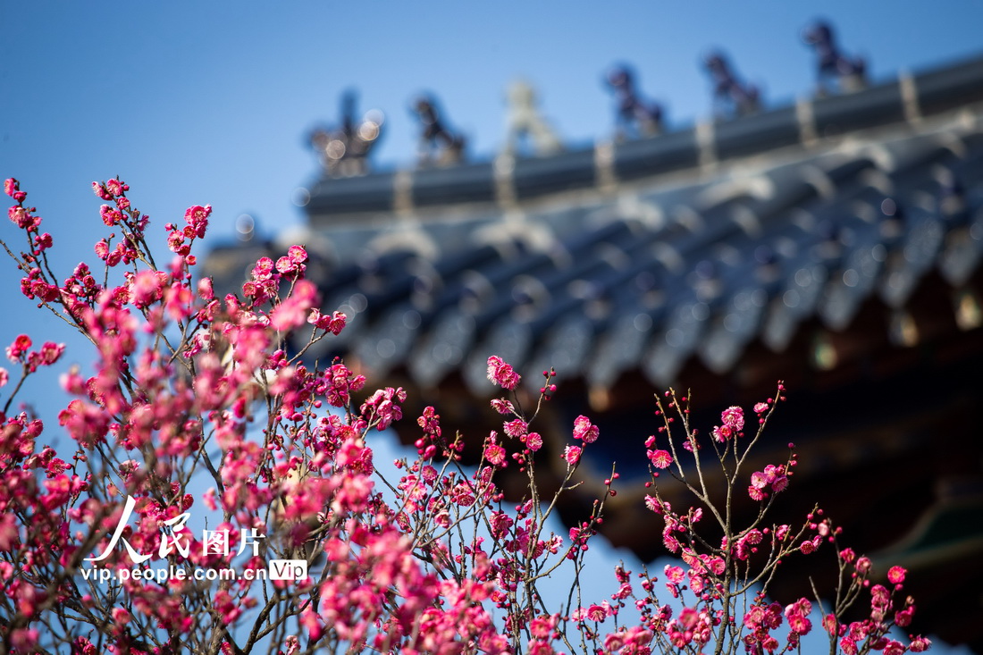 2022年2月4日，在南京梅花山拍攝的梅花。