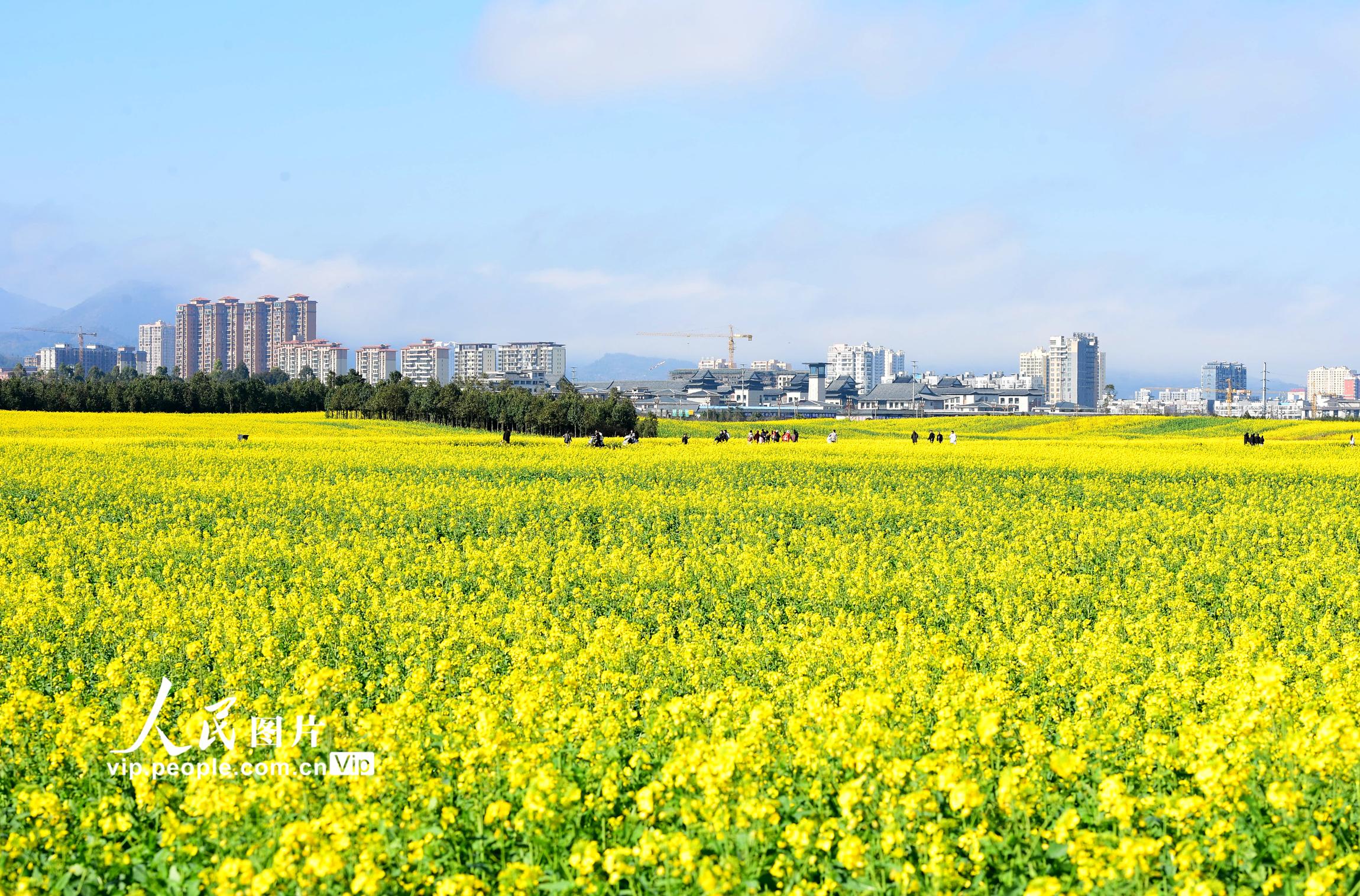 雲南羅平：油菜花開醉游人【2】