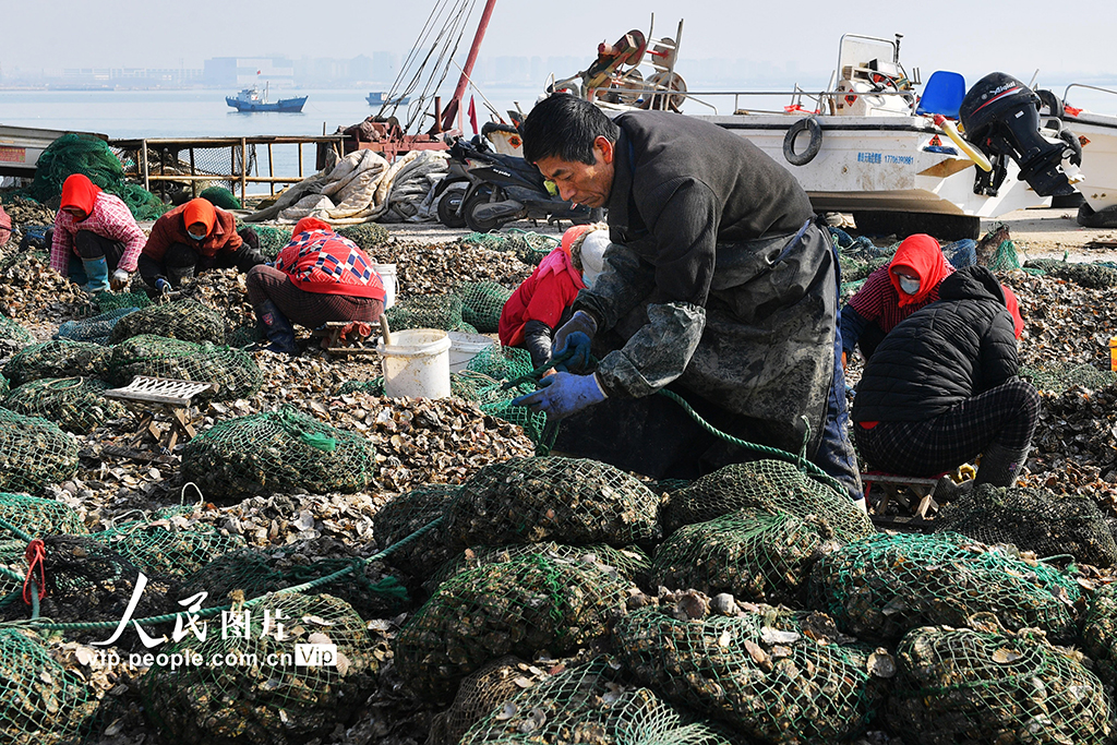 山東青島：收獲牡蠣 供應市場【4】