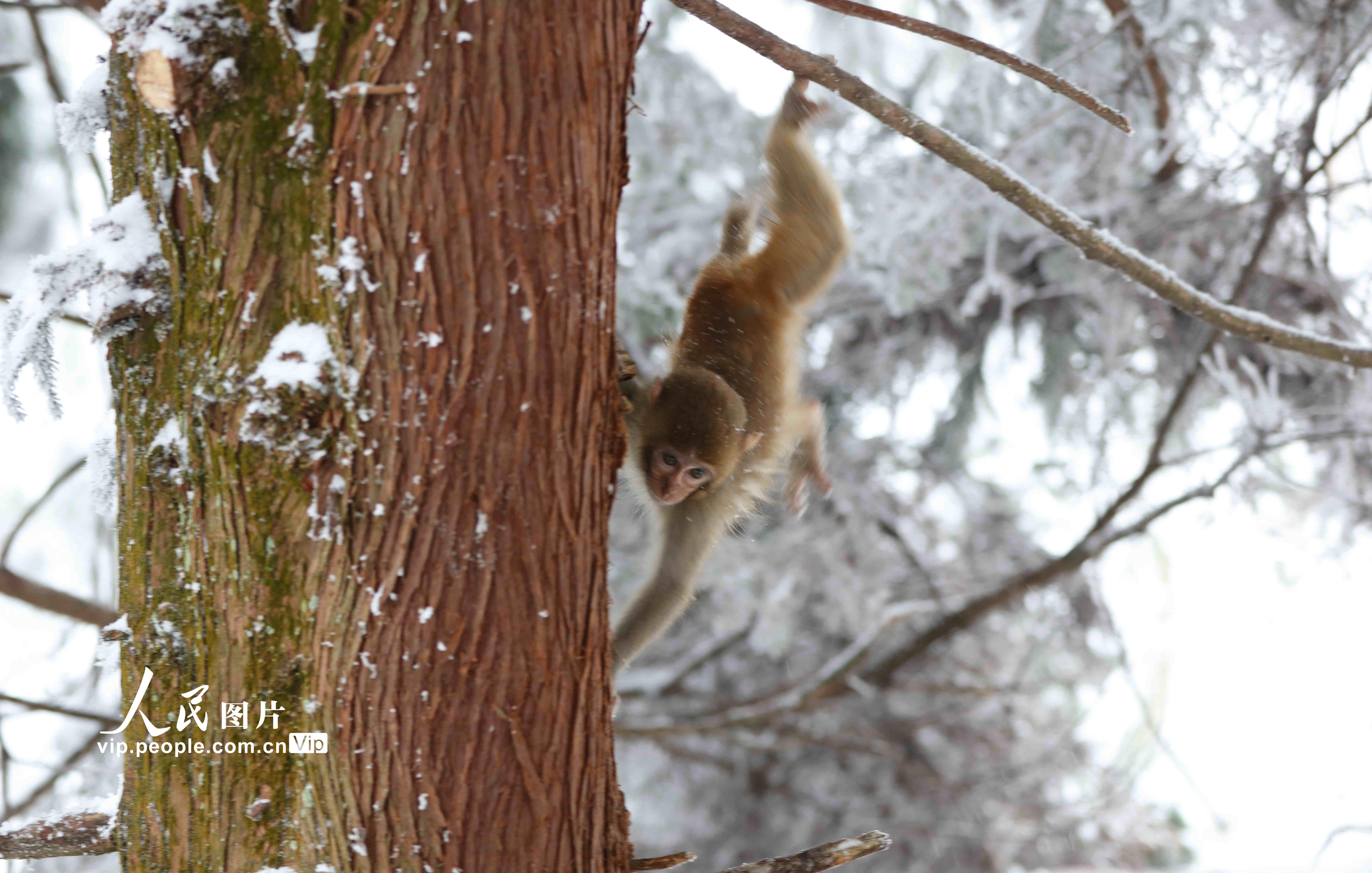 �����żҽ磺⨺���ѩ��̬�㡾6��