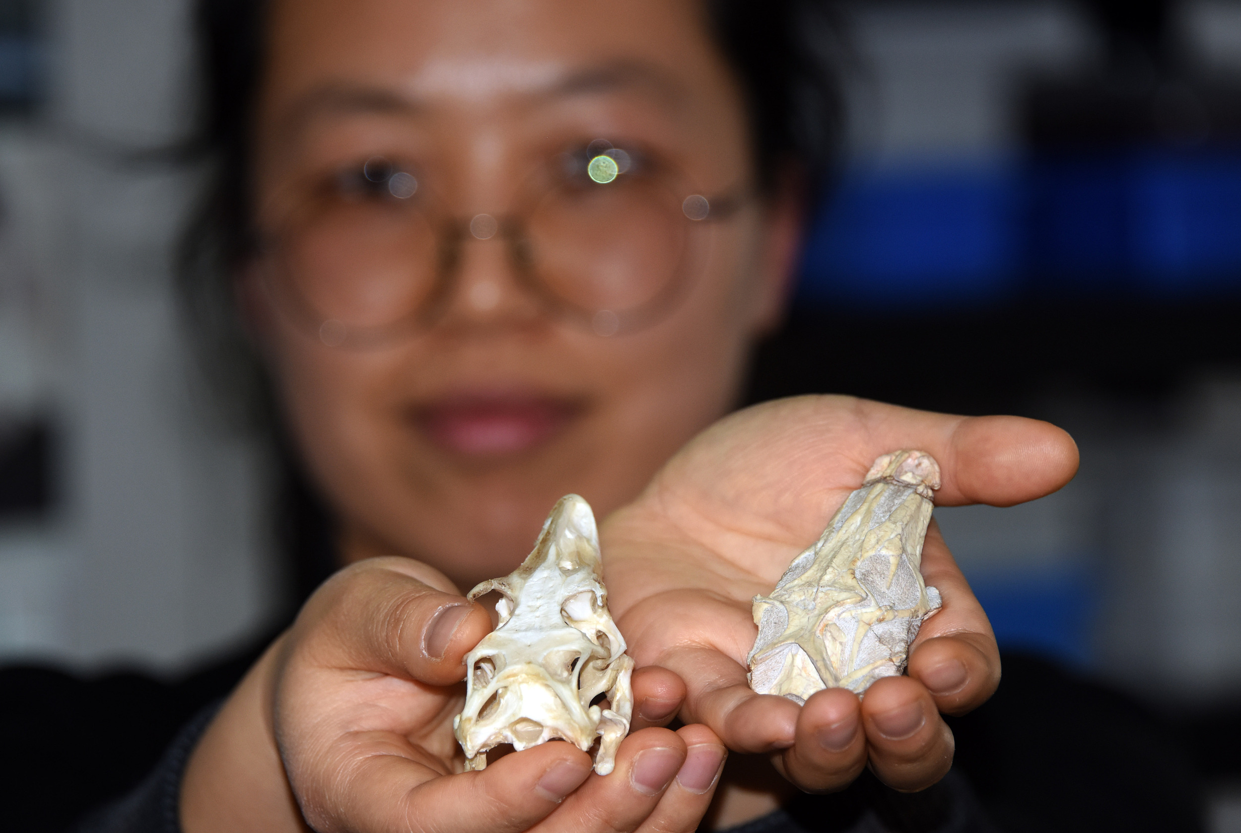 中科院古脊椎所副研究員董麗萍展示對比李氏始祖巨蜥化石頭骨（右）與現生巨蜥的頭骨。 