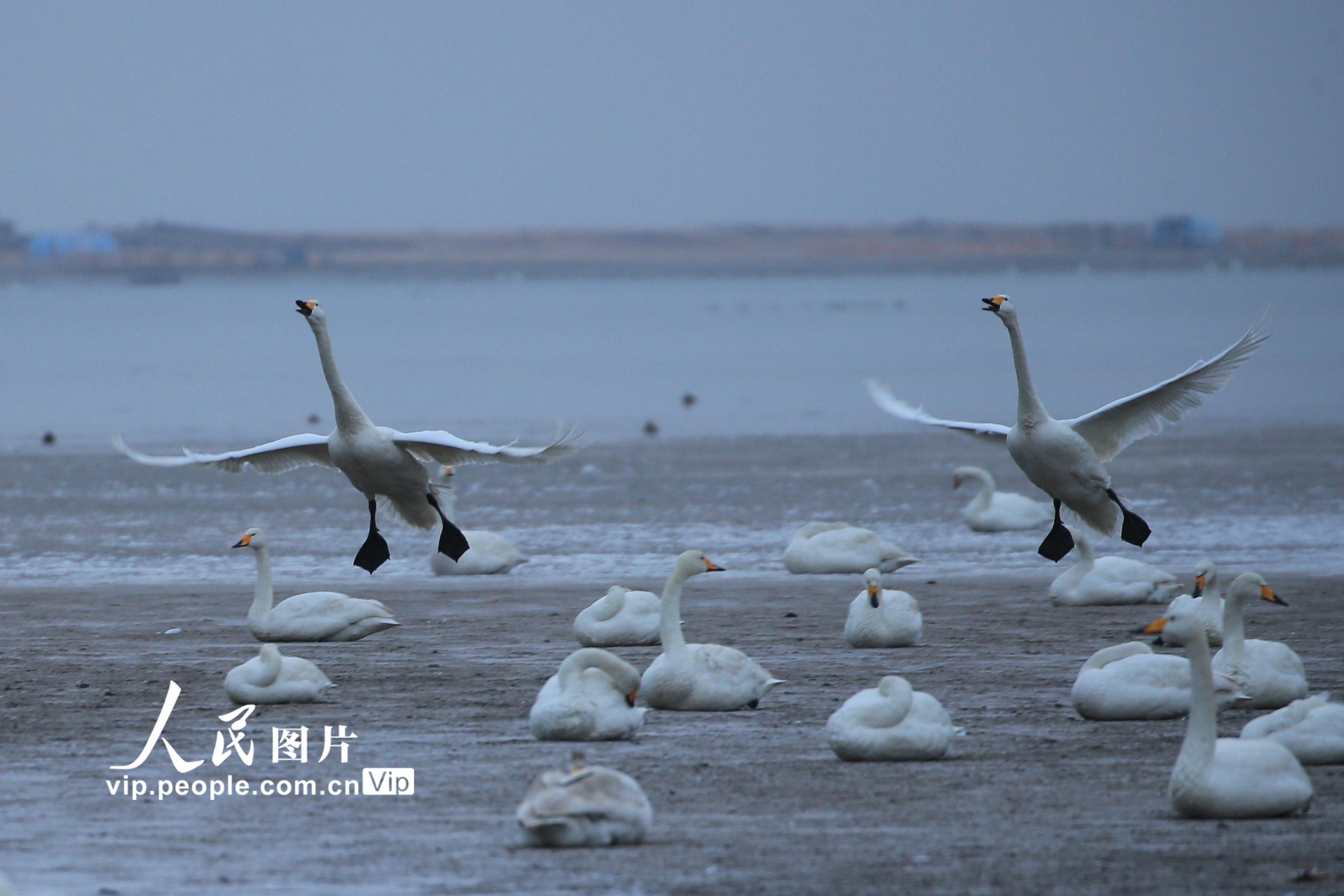 山東榮成：天鵝湖迎來倒春寒天氣【2】
