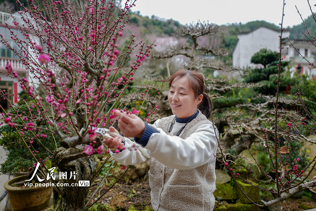 2月14日，安徽省黃山市歙縣賣花漁村，村民正在修剪盆景。