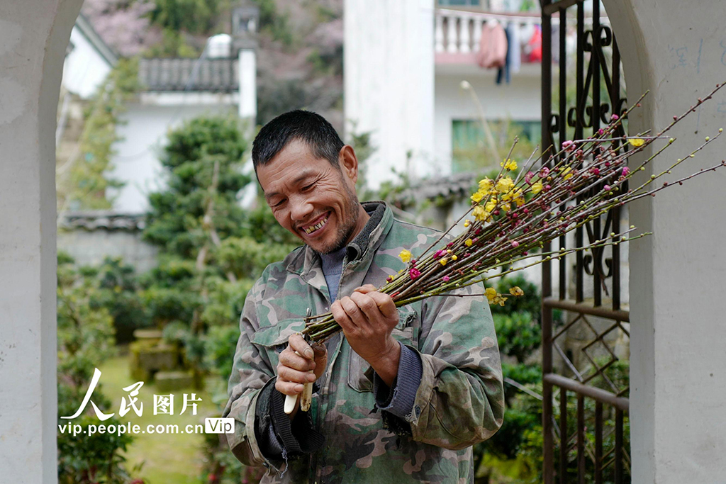 2月14日，安徽省黃山市歙縣賣花漁村，村民正在修剪待售的梅花。