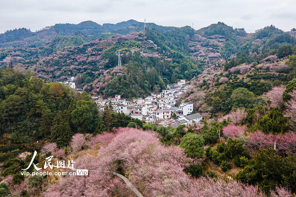 2月14日，安徽省黃山市歙縣賣花漁村梅花綻放，美景如畫。