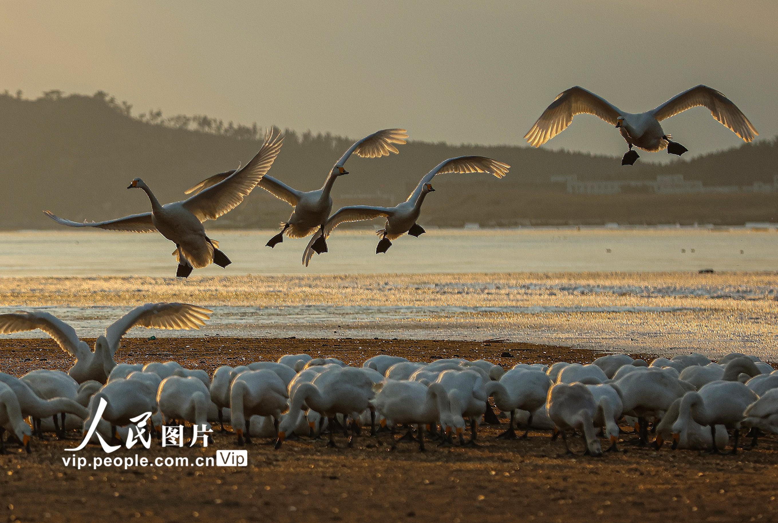 2月17日，在山東榮成大天鵝國家級自然保護區一處灣畔，大天鵝們在飛翔、覓食。