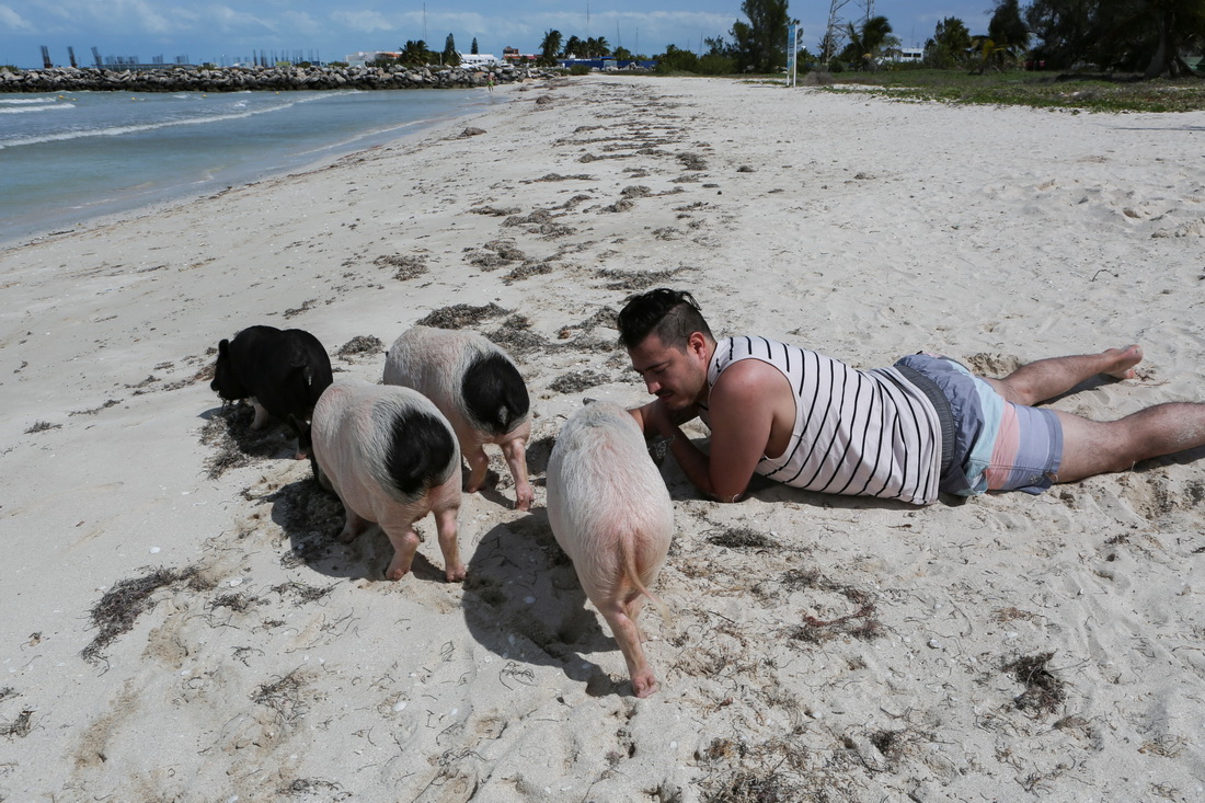 2月14日，在墨西哥尤卡坦州普罗格雷索，一名男子在“小猪海滩”与小猪互动。