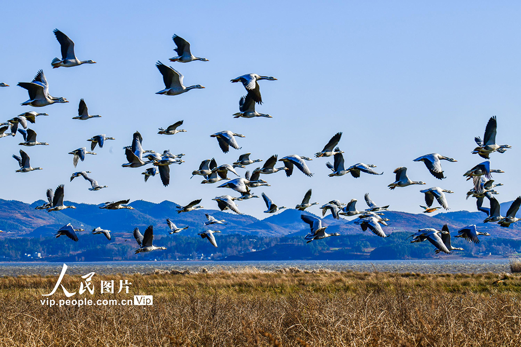 贵州毕节护鸟人：护好草海“精灵”