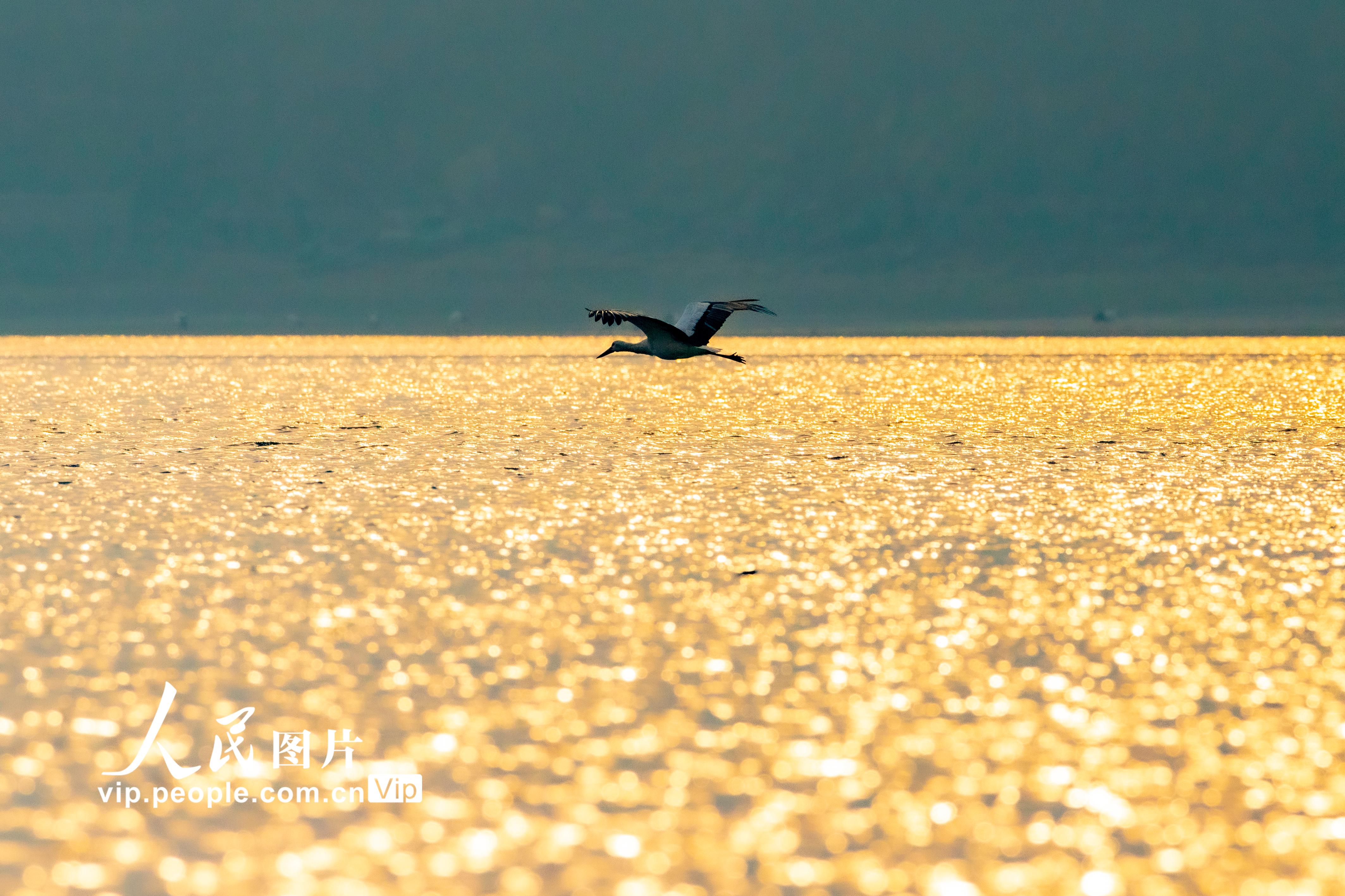 江西湖口：鄱陽湖畔候鳥飛【5】