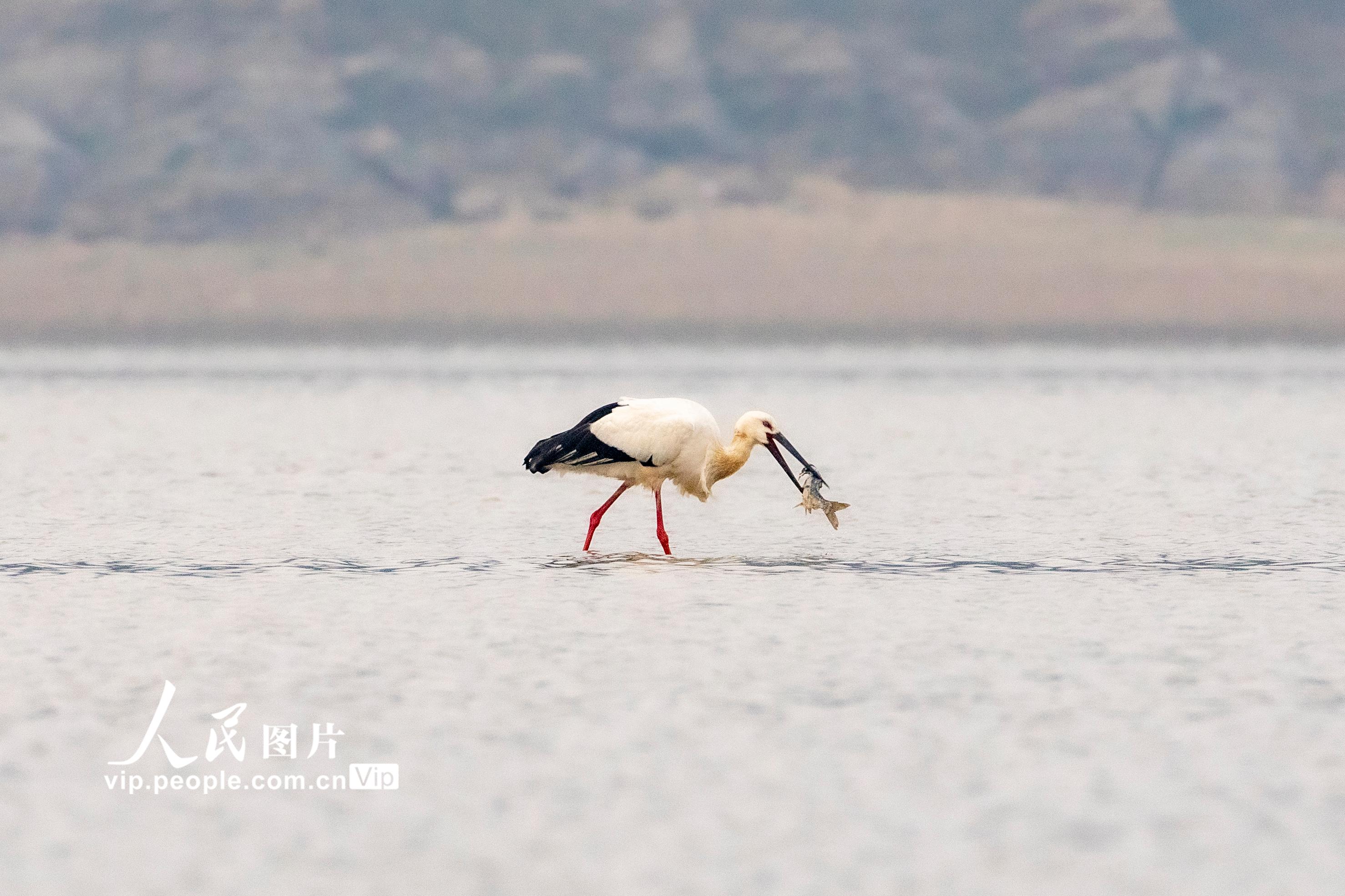 江西湖口：鄱陽湖畔候鳥飛【2】