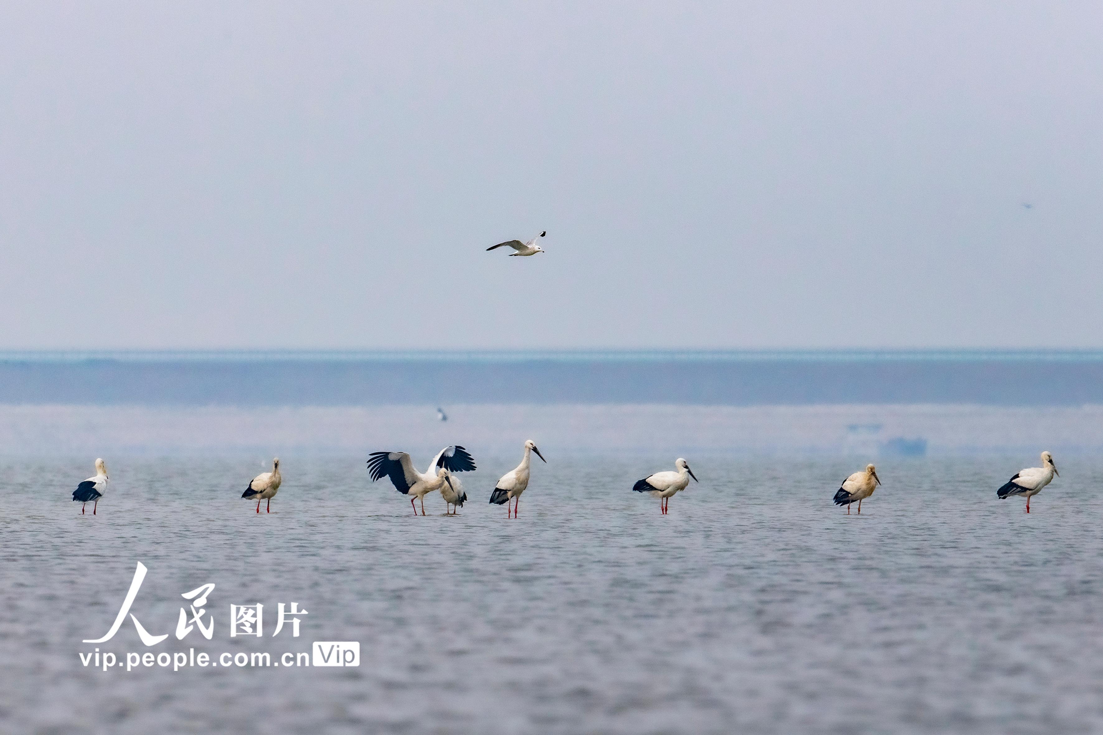 江西湖口：鄱陽湖畔候鳥飛【6】