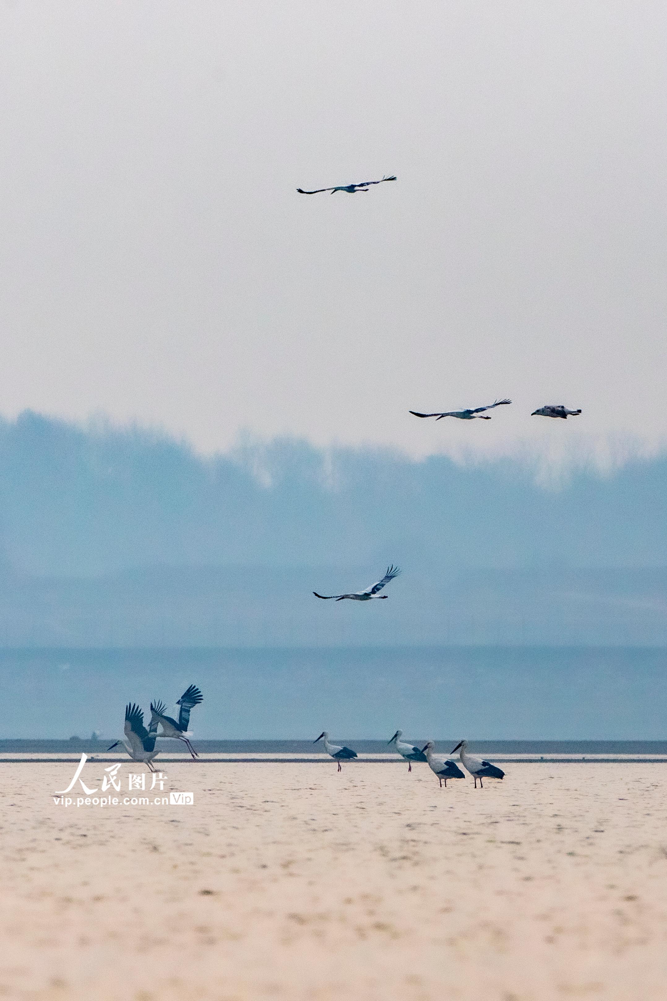 江西湖口：鄱陽湖畔候鳥飛【7】