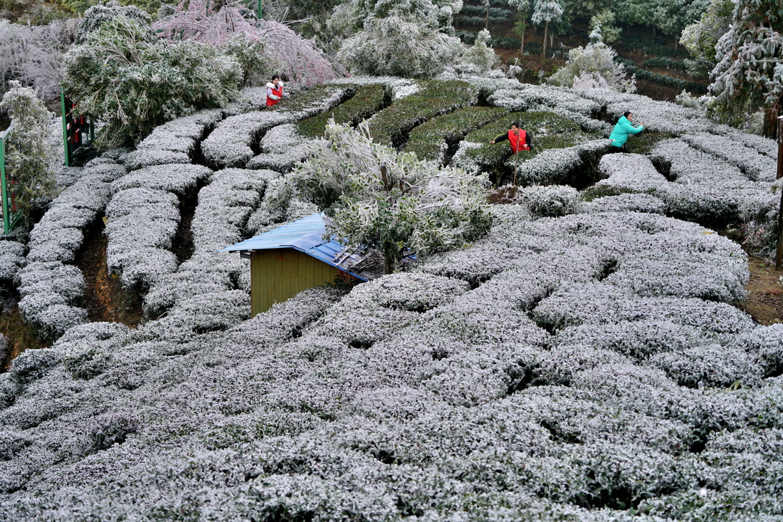 2月21日，在廣西金秀瑤族自治縣金秀鎮六段村，黨員志願者和村民清理茶樹上的冰雪。新華社發（高如金 攝）