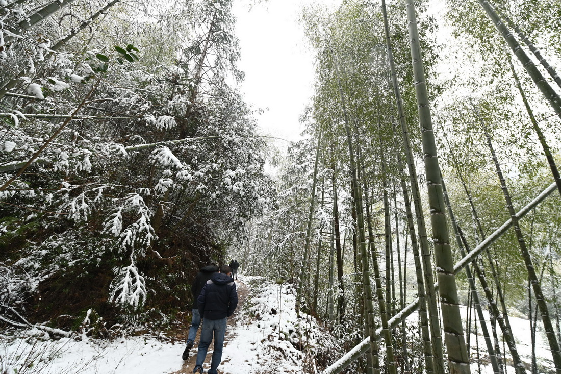 2月21日拍攝的福建省南平市武夷山市洋庄鄉大安村的一處竹林雪景。新華社記者 林善傳 攝