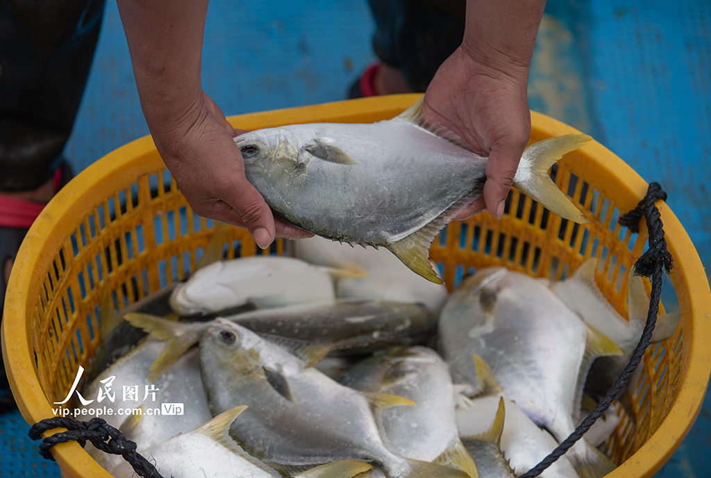 海南三亞：捕撈金鯧魚【4】
