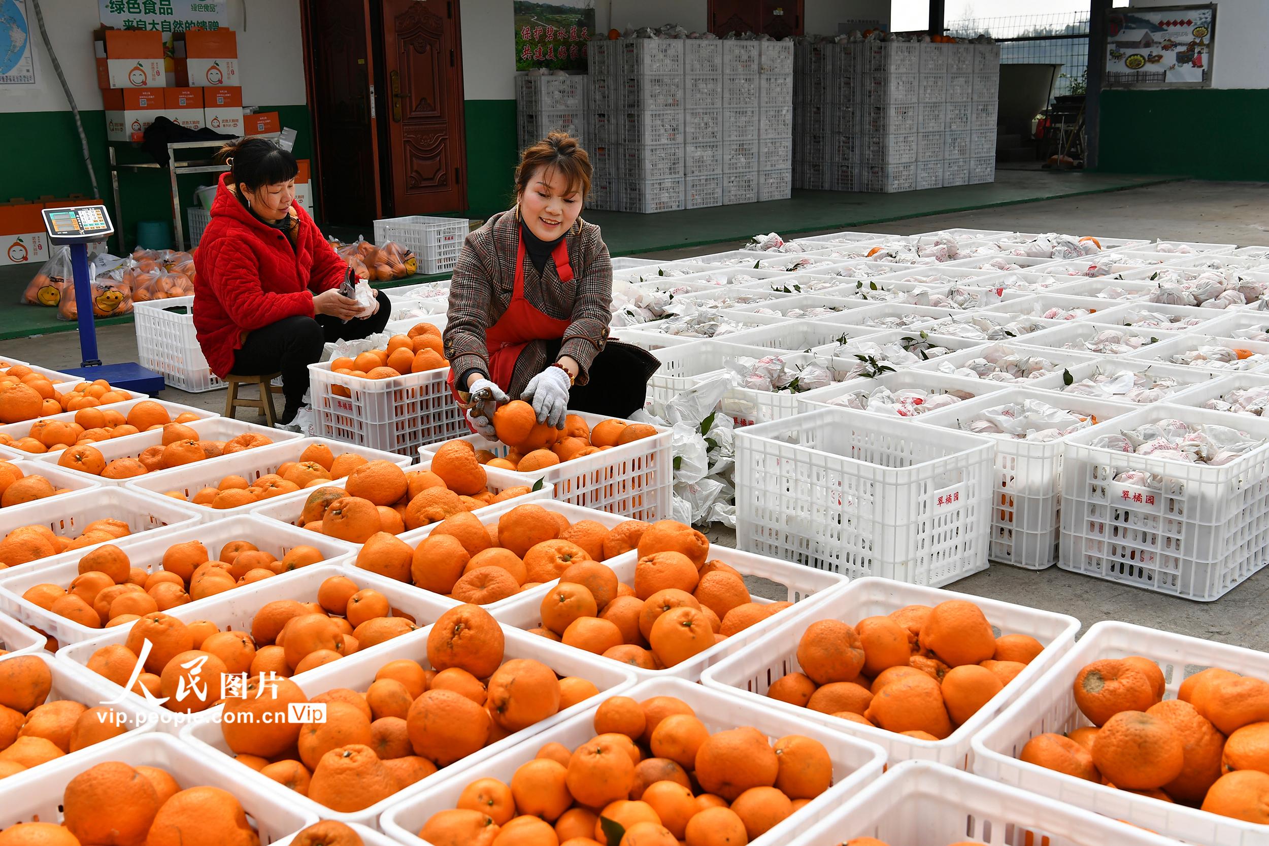 2022年2月25日，四川省廣安市武勝縣鳴鐘鎮龍廟村村民在加工車間對採摘的柑橘進行清洗、分級。