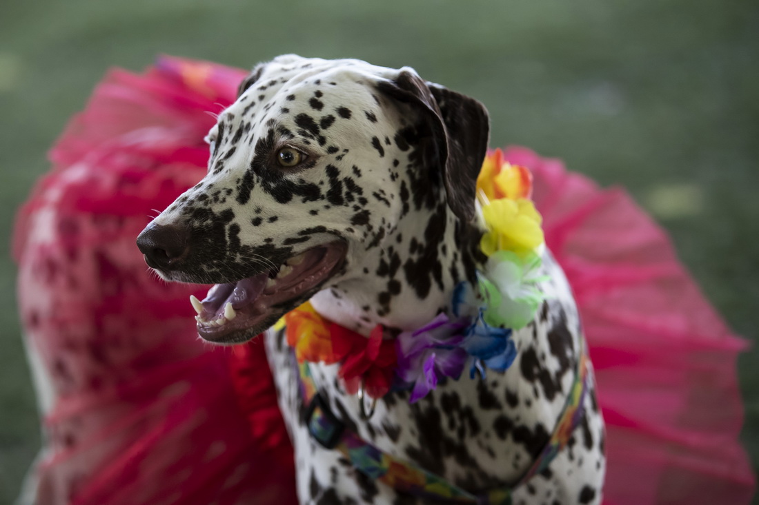2月27日，一只宠物犬在巴西里约热内卢参加“狗狗狂欢节”活动。