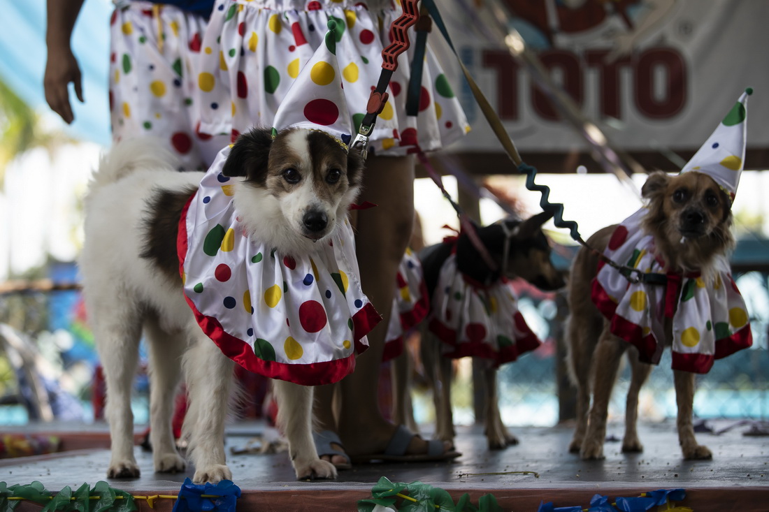 2月27日，寵物犬在巴西裡約熱內盧參加“狗狗狂歡節”活動。