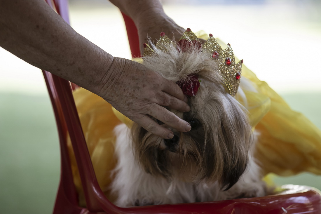 2月27日，一隻寵物犬在巴西裡約熱內盧參加“狗狗狂歡節”活動。
