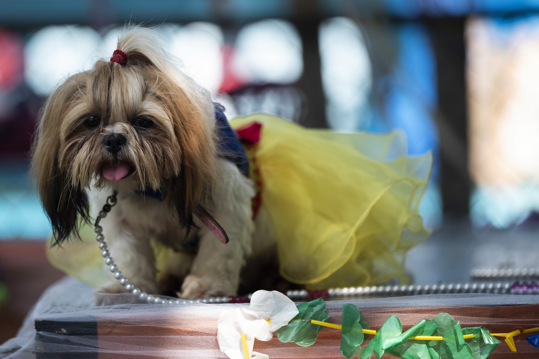 2月27日，一隻寵物犬在巴西裡約熱內盧參加“狗狗狂歡節”活動。