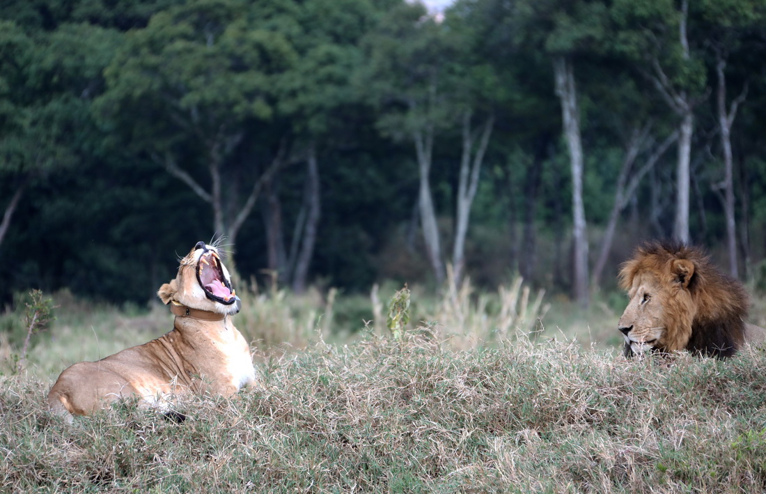 這是2021年8月30日在肯尼亞馬賽馬拉國家保護區拍攝的獅子。